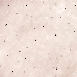 Sale Adopt Sunset Kiss